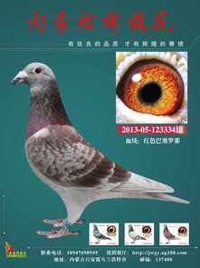 红色巴塞罗那334内蒙经纬鸽苑