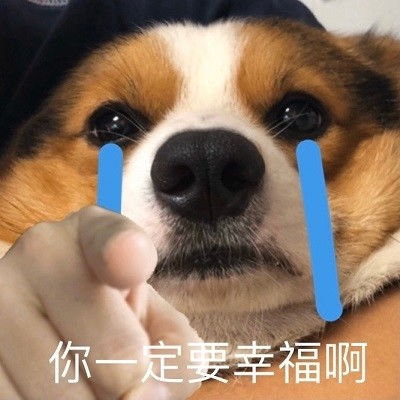 心心念念的小柯基的可爱表情包
