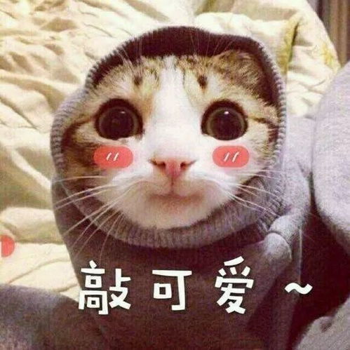 我们在一起吧表情包猫咪
