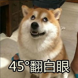 你说我胖试试萌犬表情包