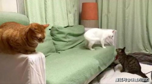 两只猫为了一张沙发,一言不合扭打在一起,第三只猫的表情亮了