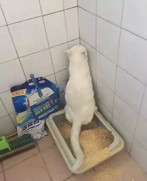 橘猫便便时总要站着,回头一看不小心掉在了外面,小表情太逗了