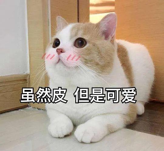 最容易饲养的3种猫咪,养到的人都在偷着乐呢
