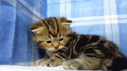 哪里来的小萌猫啊这委屈巴巴的小表情,真是逗呢