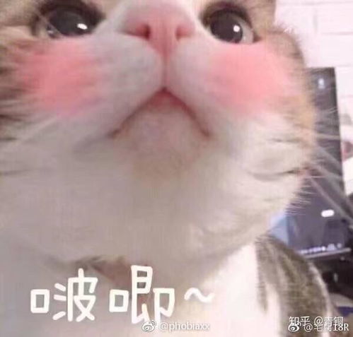 啵唧表情包文案五大洋
