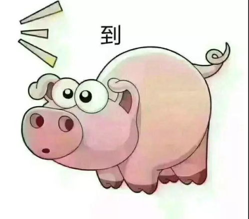 抖音猪到的图片猪答到的表情包分享