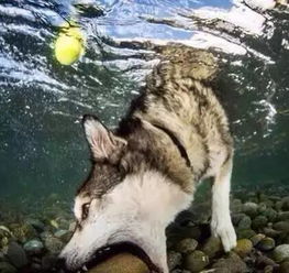 二哈与柴犬相遇,谁才是真正的戏精王表情帝