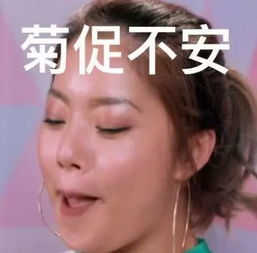 明明都是菊,怎么差别就这么大呢