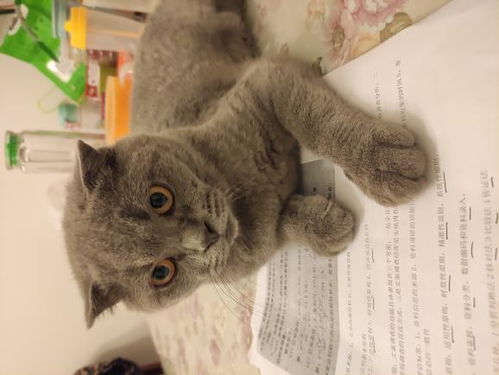 这是公猫还是母猫