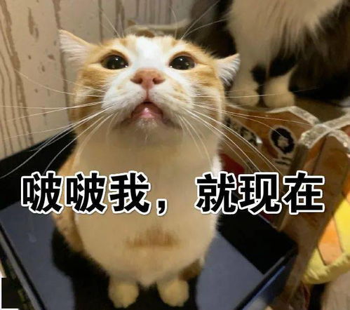 第56期喵表情没有困难的工作,只有勇敢的打工人