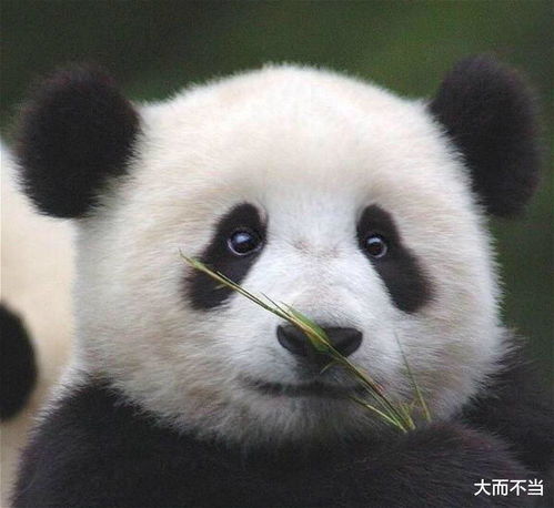 高清熊猫头像