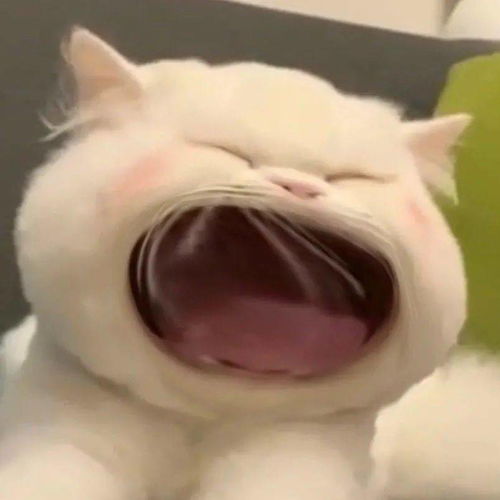 大嘴猫表情包要生活费专用