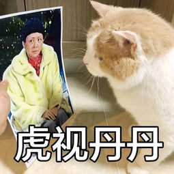 第一期猫界表情包pk,刘二豆瓜皮等众多猫星中谁会成最大赢家