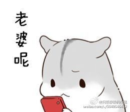 求老婆版仓鼠表情包