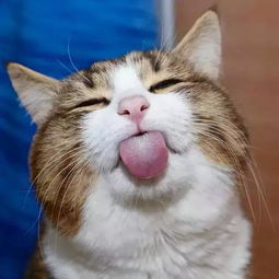 最励志的猫童年遭虐待致残,却乐观开朗活成了行走的表情包