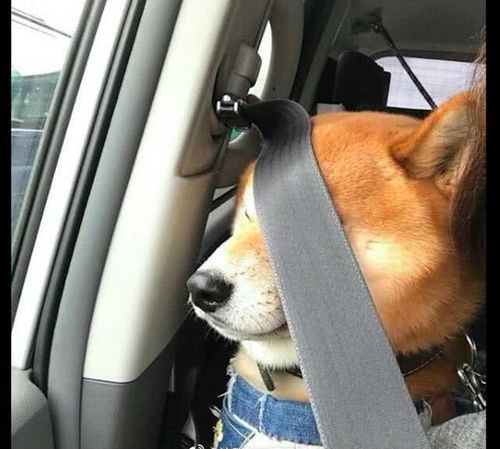 主人把柴犬放在自己身后,它被安全带遮住了双眼也不动,生气了