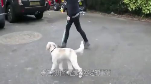 出去玩没带泰迪,回来后就看见它这幅表情,主人六神无主了