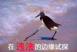 酒驾女司机正与男同事调换位置,结果遇上了交巡警