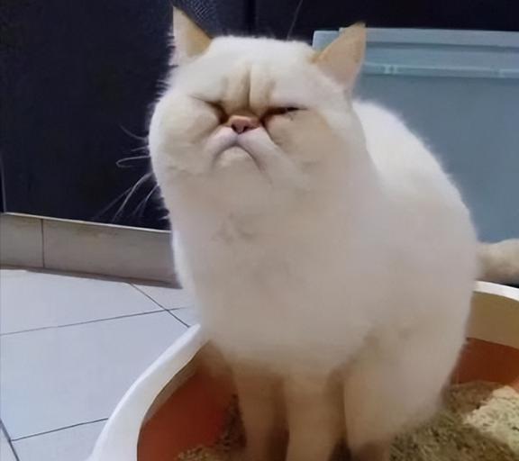 夏天到了,猫咪有这7个特征,说明身上寄生虫多得吓人
