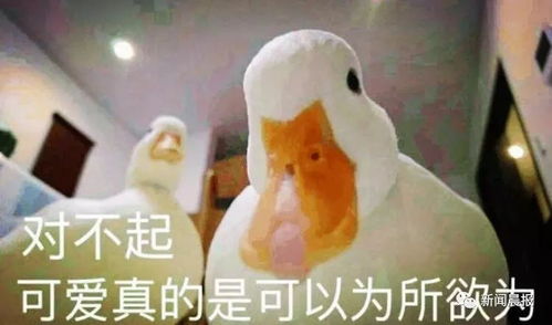 有钱就是会玩王思聪30000元的宠物鸭同款找到了网友多看几集农广天地吧