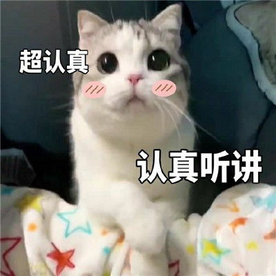 火爆抖音的喵咪表情包,带字喵星人表情包可做微信头像
