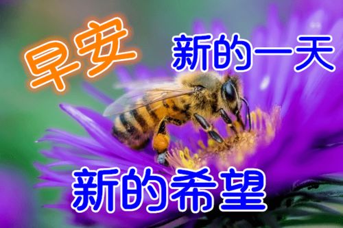 12月17日最漂亮早上好动态表情图片大全,早晨好动图美图大全