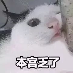 最近很火的40张猫咪表情包