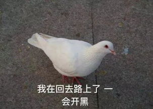 每拍一部古装剧,就有一只鸽子持证上岗