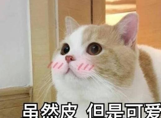 猫咪为什么用屁股对着你其实有这些意思