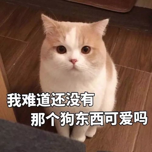睡醒啦表情包表情包
