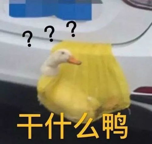 李晨见她愁,郑恺叫她姐,什么样的女子天团连跑男都能搞定