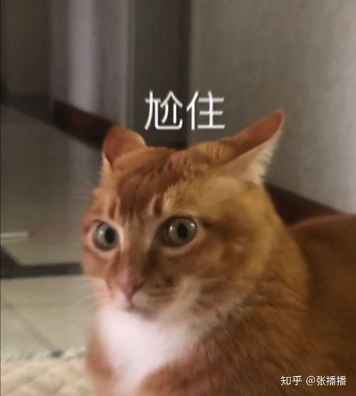 寒假放到暑假,你准备干什么