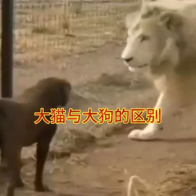 狮子大开口,一口就可以把大狗的头吞下,这就是王者