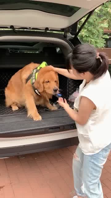 金毛轮胎不愿意来医院打针,要妈妈背着去医院