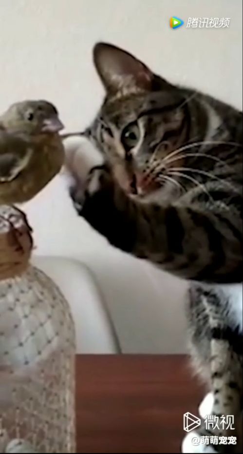 猫宝你到底是给它挠痒痒还是挑衅它