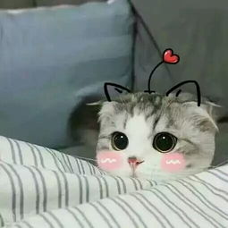 这两只猫的表情叫什么