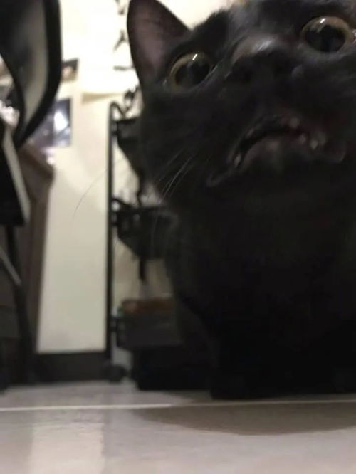 网友家的猫咪,每次拍照都靠得特别近