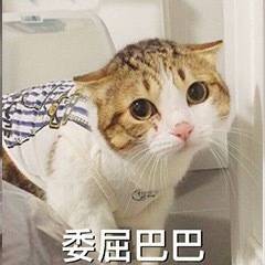 门迪表情包猫咪