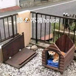 舔狗动态图表情包扎心