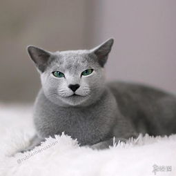 靠的表情包俄罗斯蓝猫