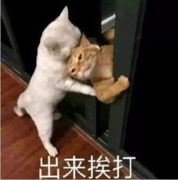 斗图表情包分享超多私藏,进来保存就对了周日开奖
