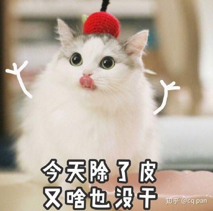 为什么猫喜欢打扰人工作学习