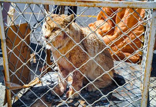 西藏出现一只狼猫,闯入村庄咬死20几只羊,被困住依然很凶猛
