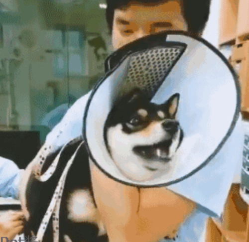 给狗狗打针,出现各种惊讶的表情包,快给人笑哭了