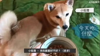 全都被表情包里的柴犬给萌骗了真实的神烦狗是这样的