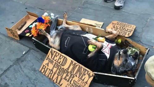 狗狗躺棺材里在广场装死骗钱,被人上前抚摸后的表情太逗了