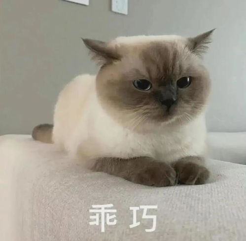 表情包孙子我是你爷爷啊