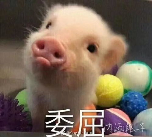 喂猪吃手表情包但超