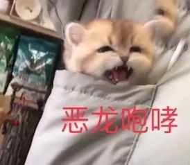 老母亲深夜怒吼沪一邻居称三次报警原因竟是