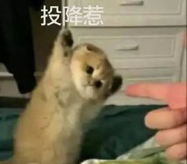 您收到一份来自天气之子的下周预报
